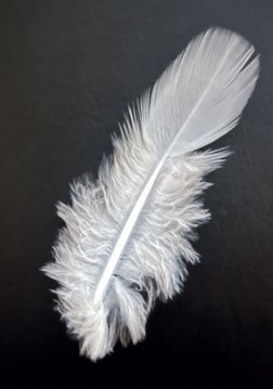 plume copie.jpg